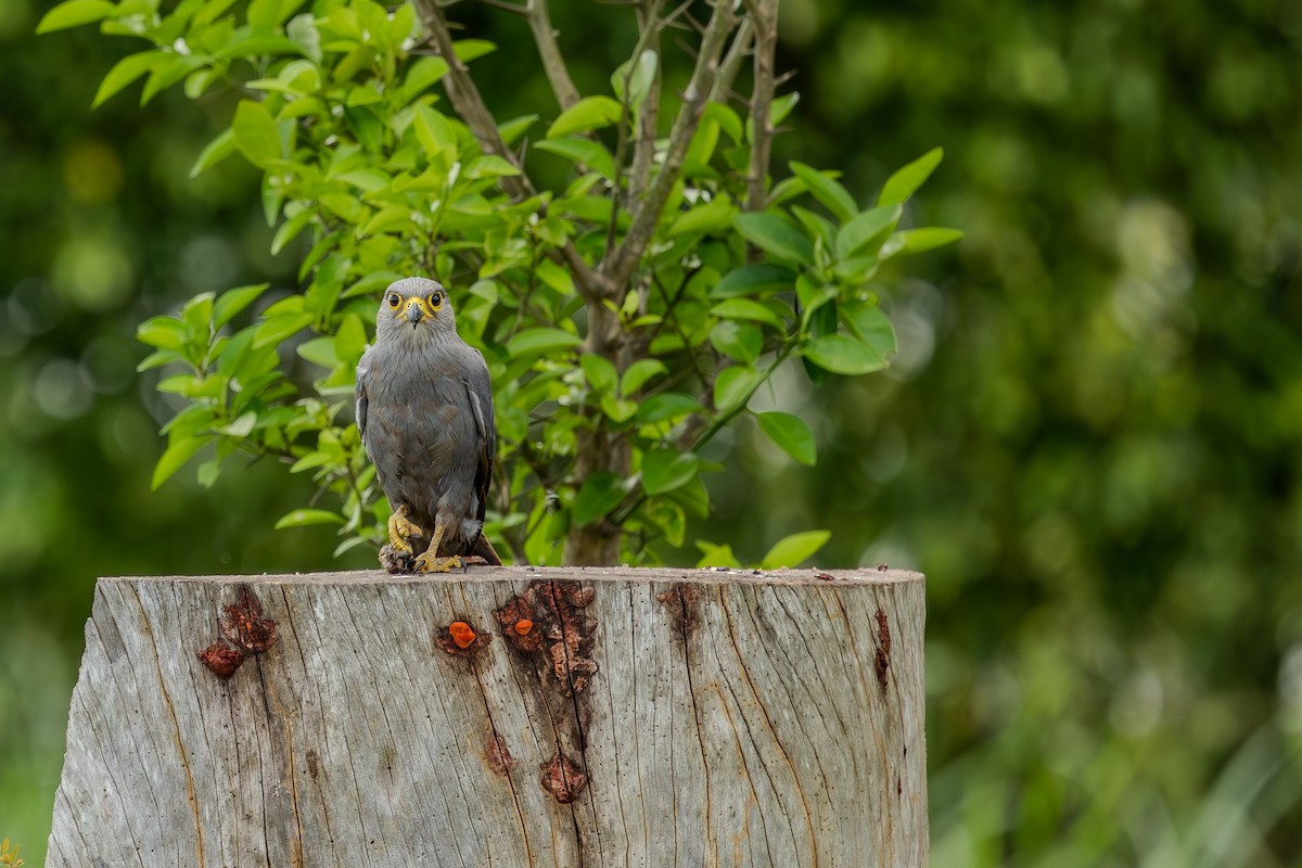 Gray Kestrel - ML617962008