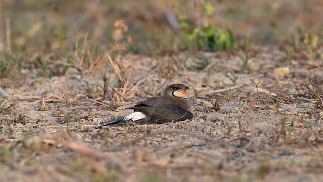 Oriental Pratincole - ML617962044