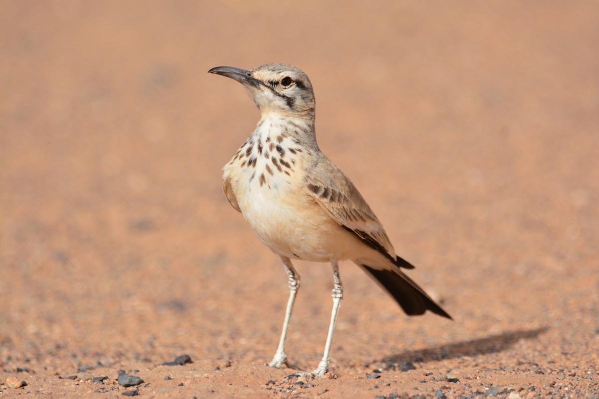 Greater Hoopoe-Lark - ML617962101