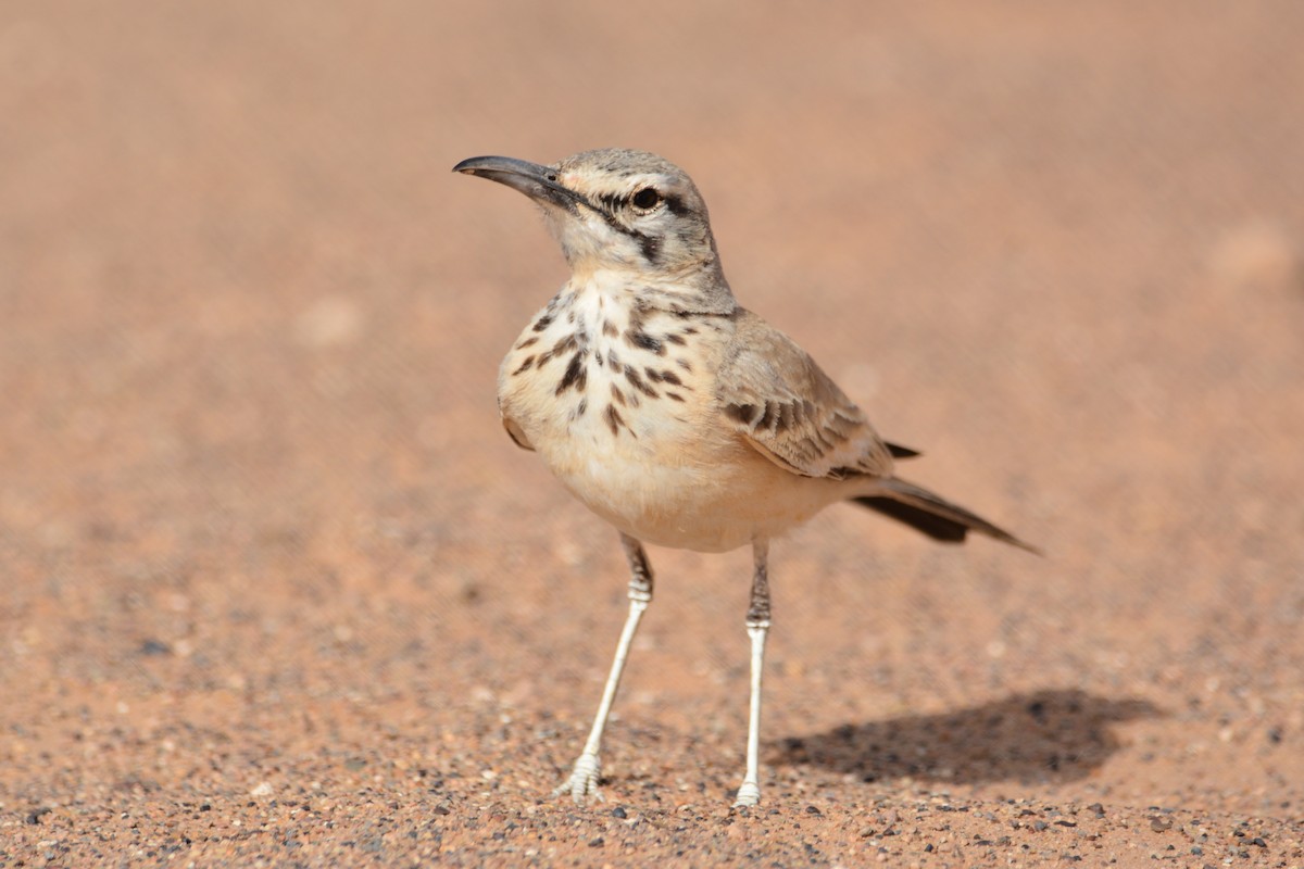 Greater Hoopoe-Lark - ML617962102