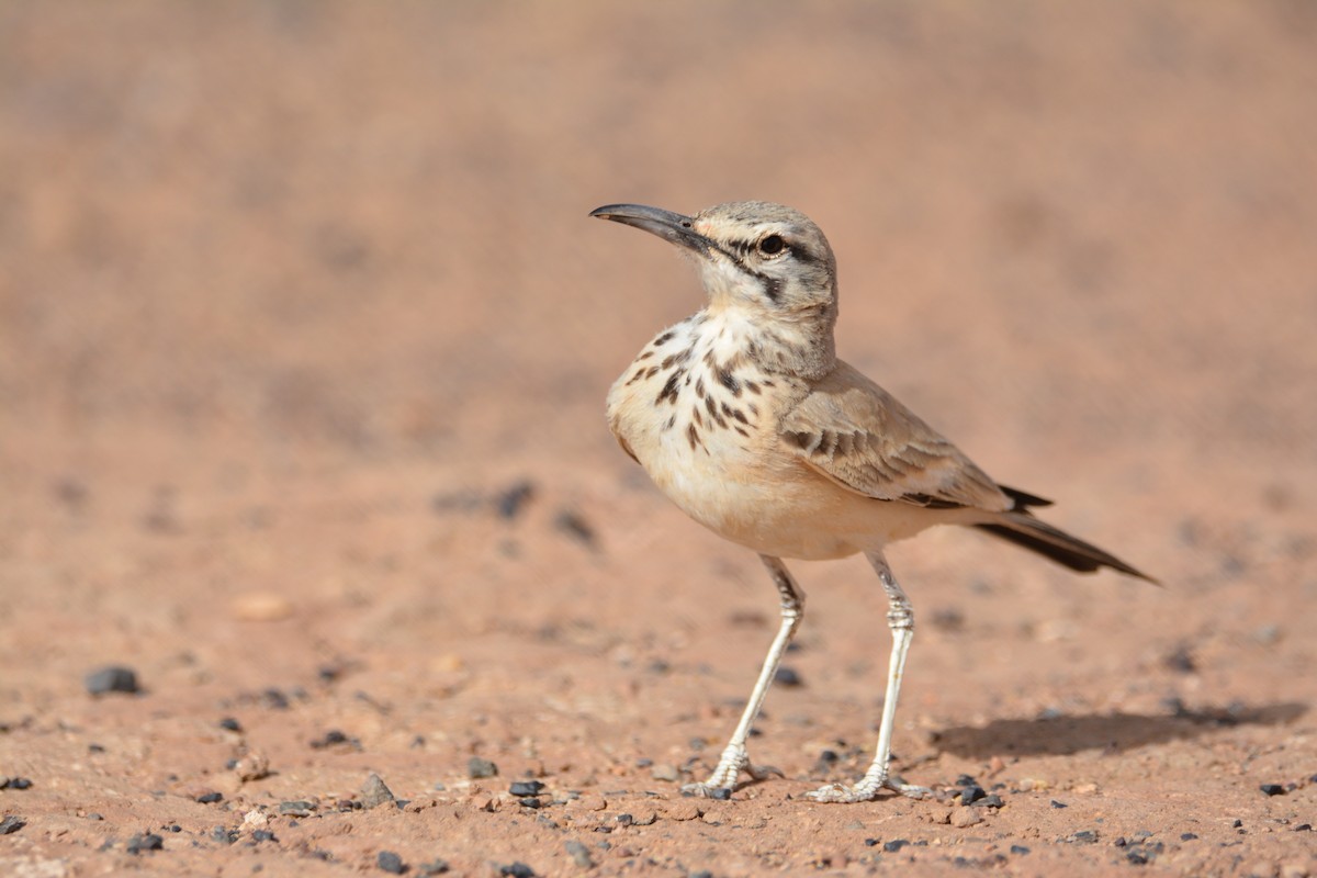 Greater Hoopoe-Lark - ML617962103