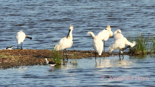 Eurasian Spoonbill - ML617962237