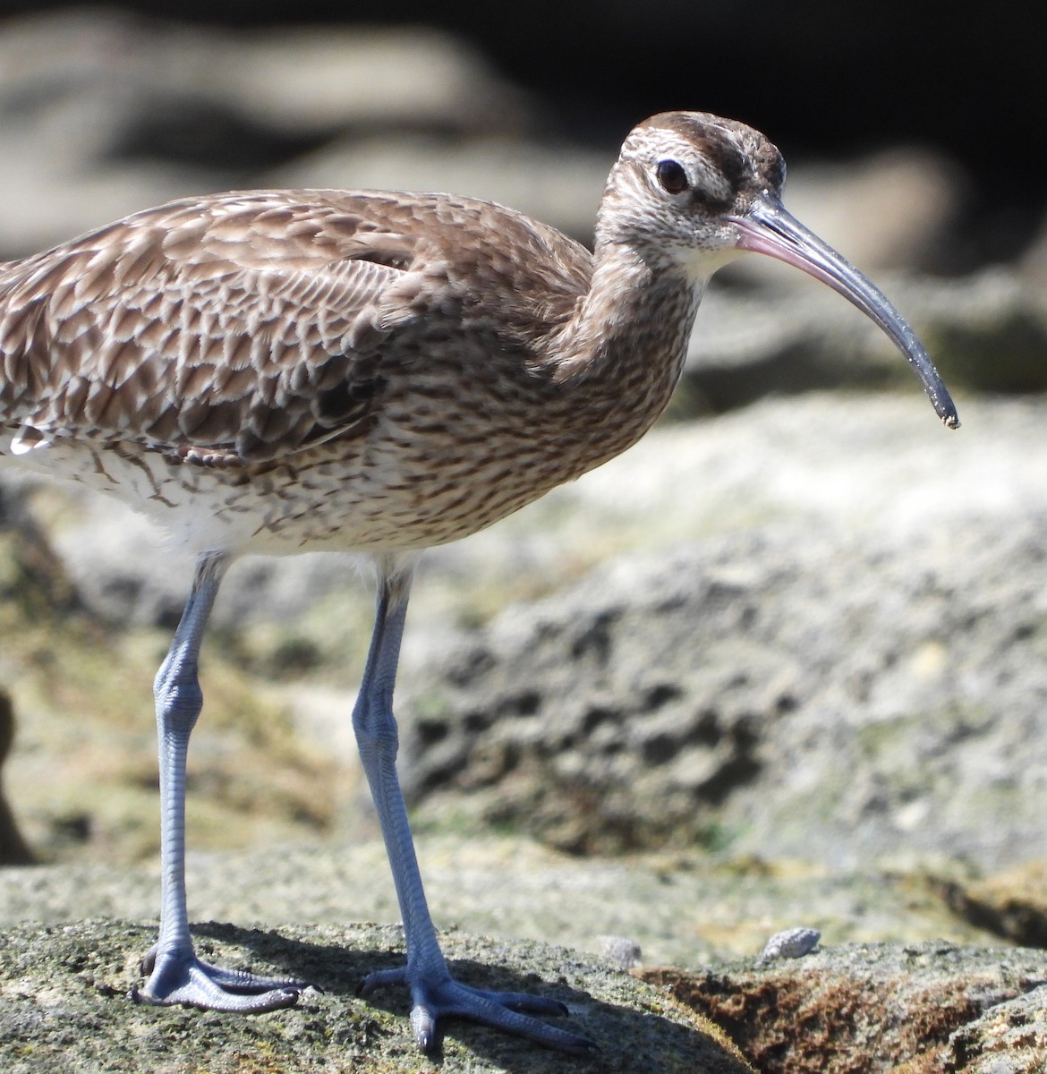 Whimbrel - ML617962339