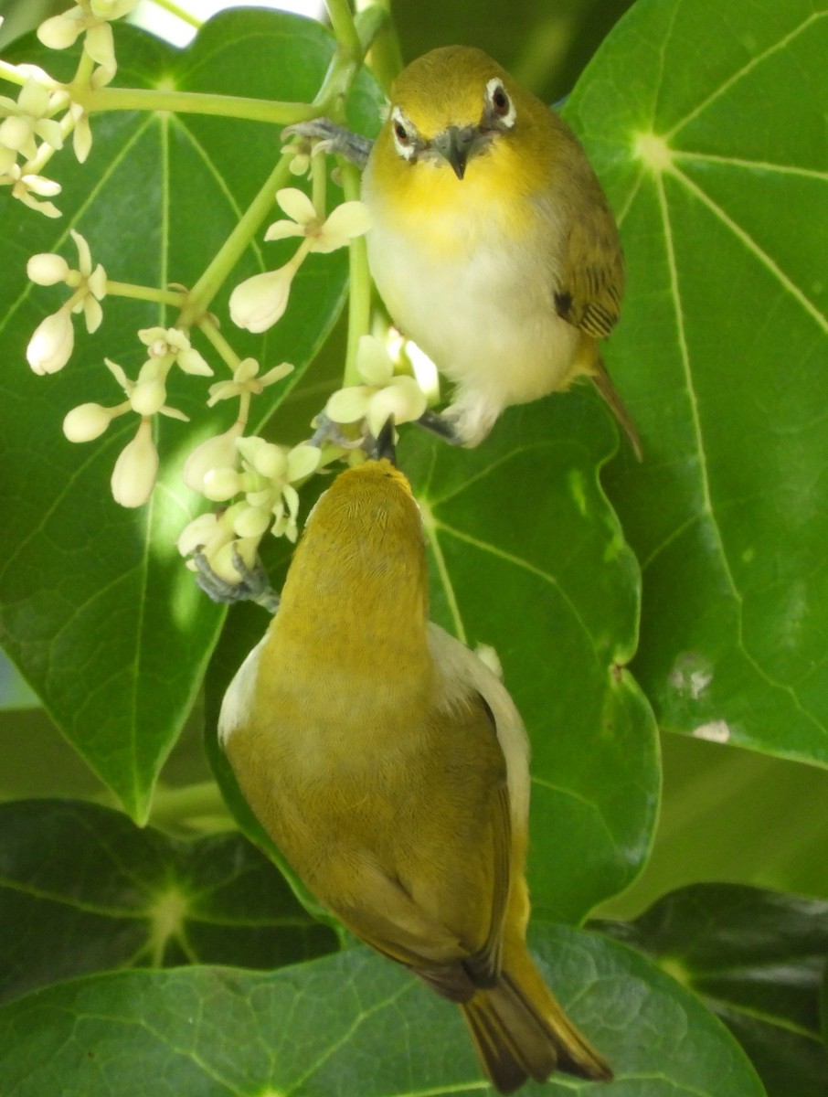 Ashy-bellied White-eye - ML617962355