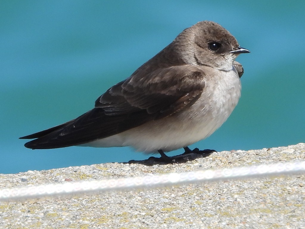 Northern Rough-winged Swallow - Bonnie Lunde