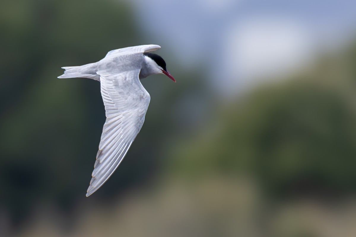 Whiskered Tern - ML617962410