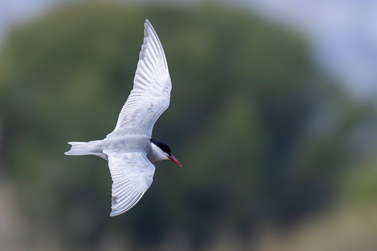 Whiskered Tern - ML617962411