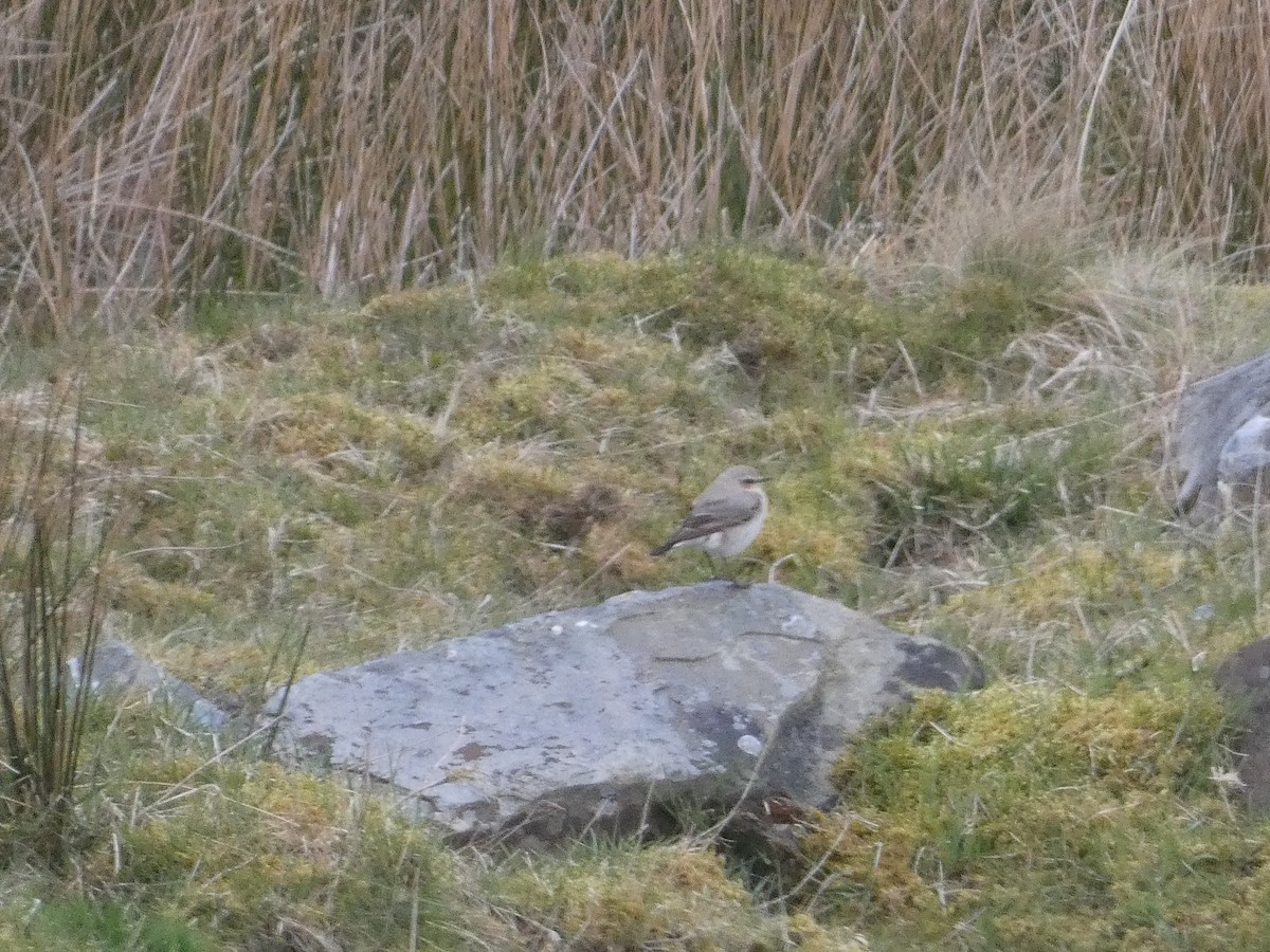 Northern Wheatear - ML617962436