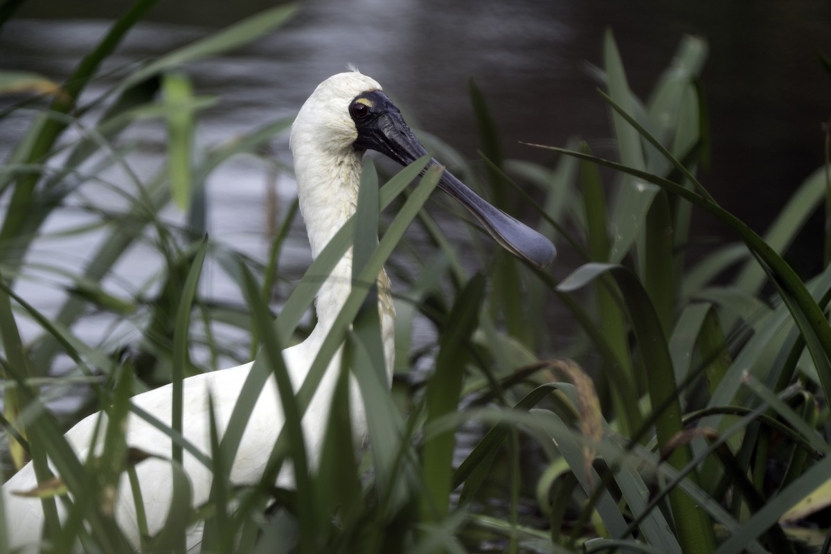 Royal Spoonbill - ML617962453