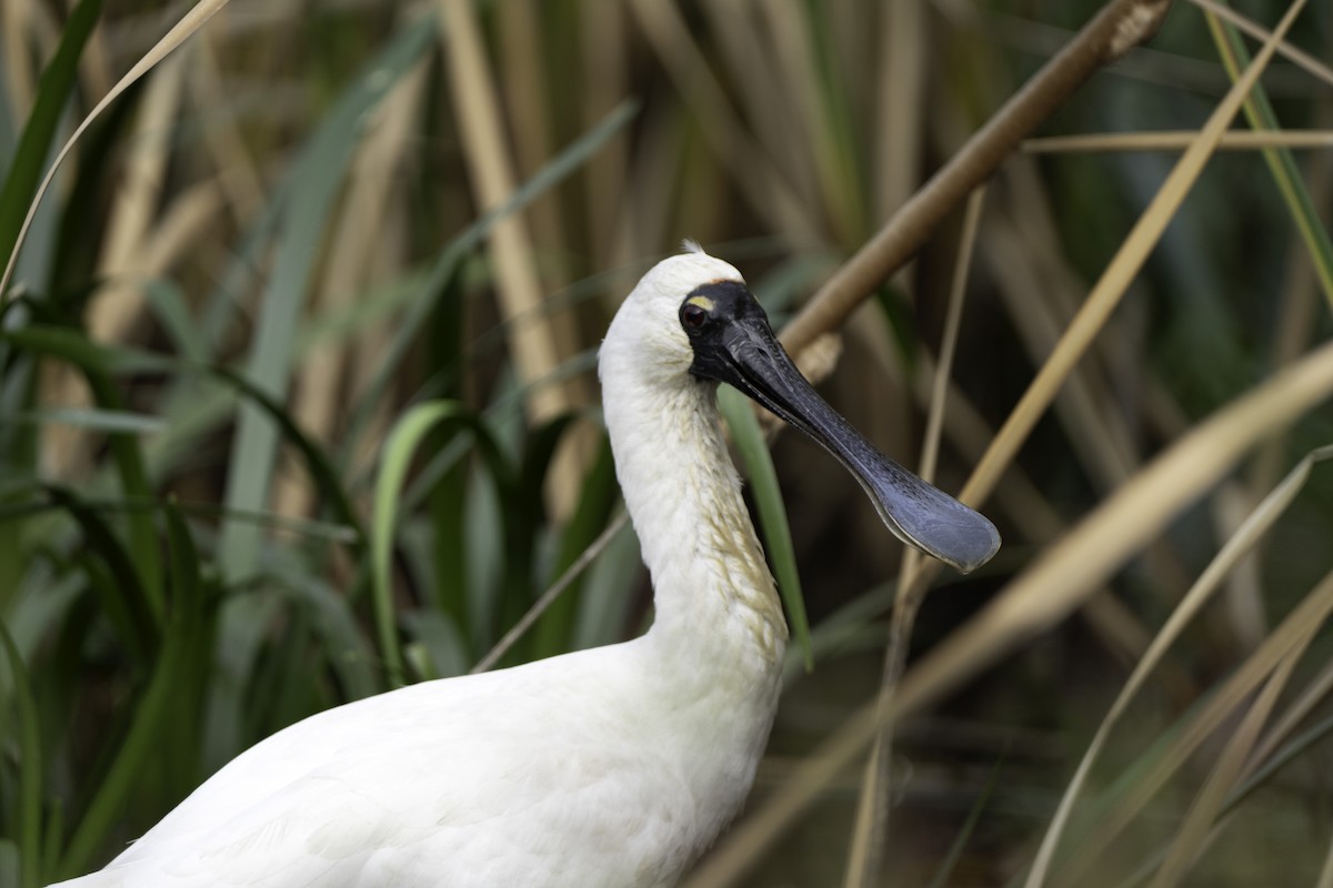 Royal Spoonbill - ML617962462