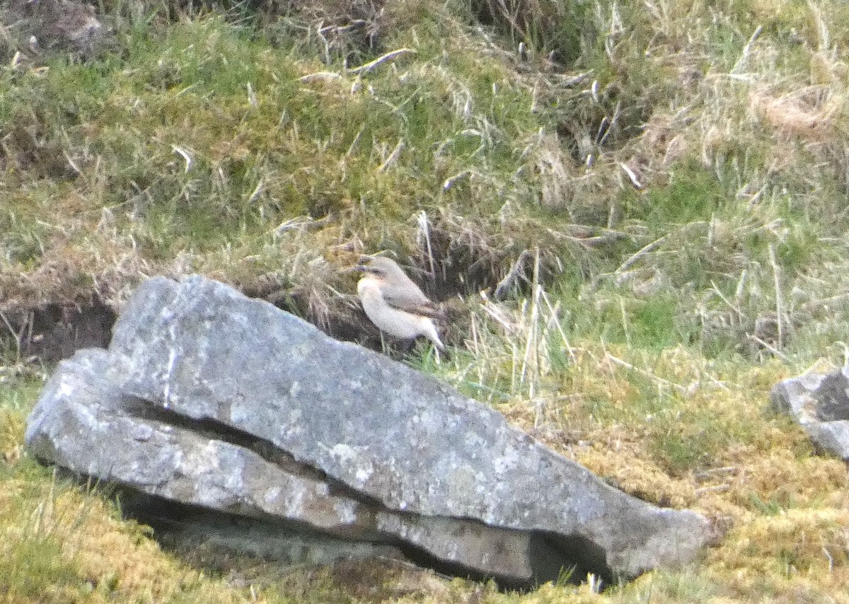 Northern Wheatear - ML617962465