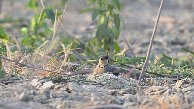 Oriental Pratincole - ML617962478