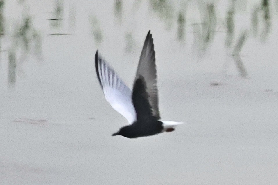 White-winged Tern - Murat Polat