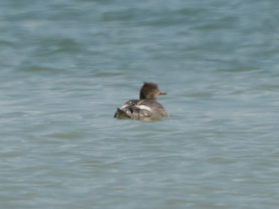 Red-breasted Merganser - ML617962487