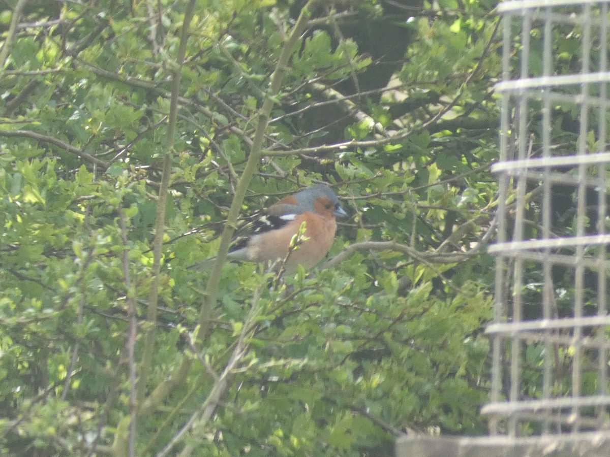 Common Chaffinch - ML617962498