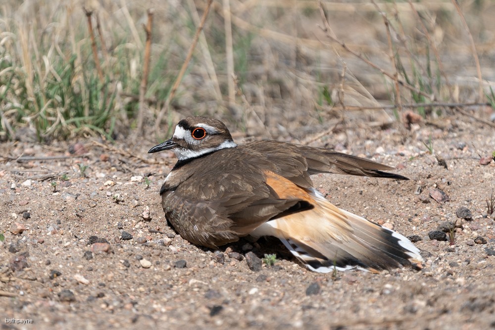 Killdeer - ML617962520