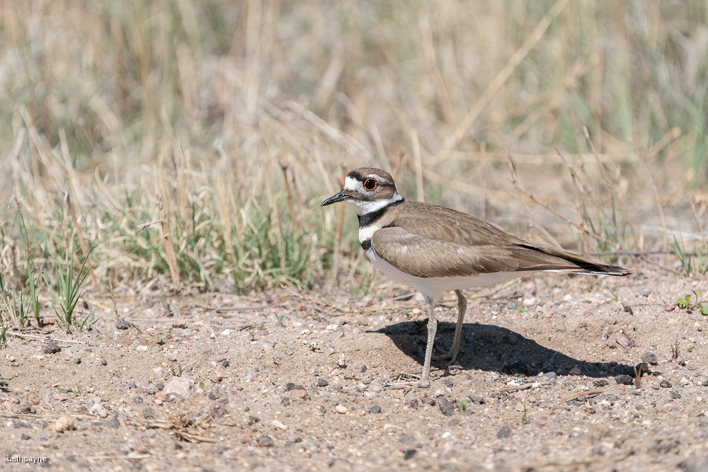 Killdeer - ML617962521