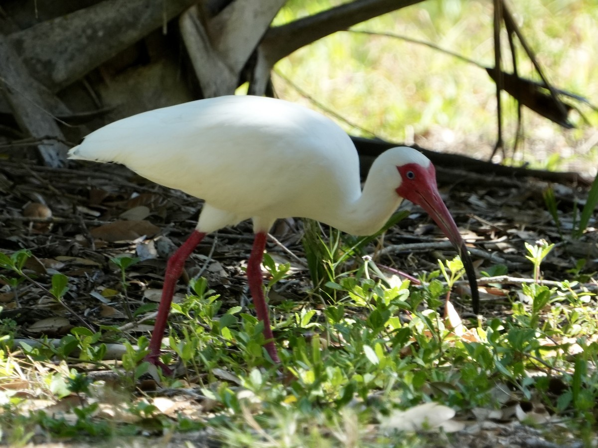 ibis bílý - ML617962539