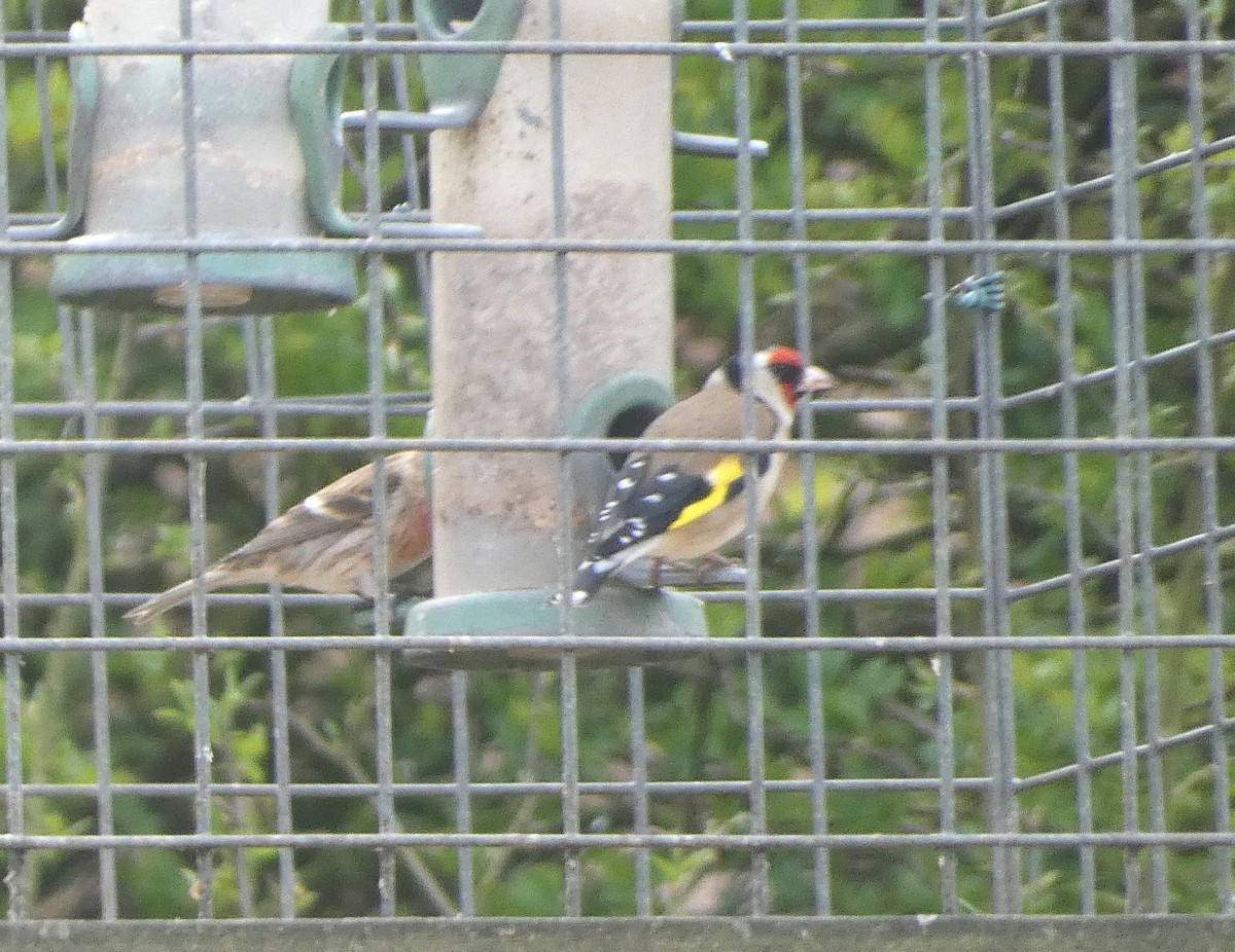 European Goldfinch - ML617962550