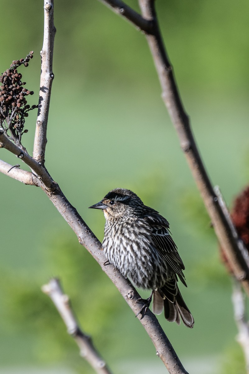 Red-winged Blackbird - ML617962564