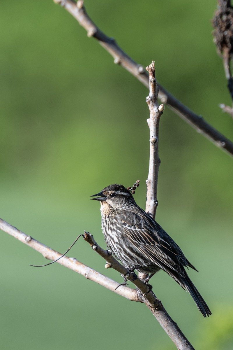 Red-winged Blackbird - ML617962565