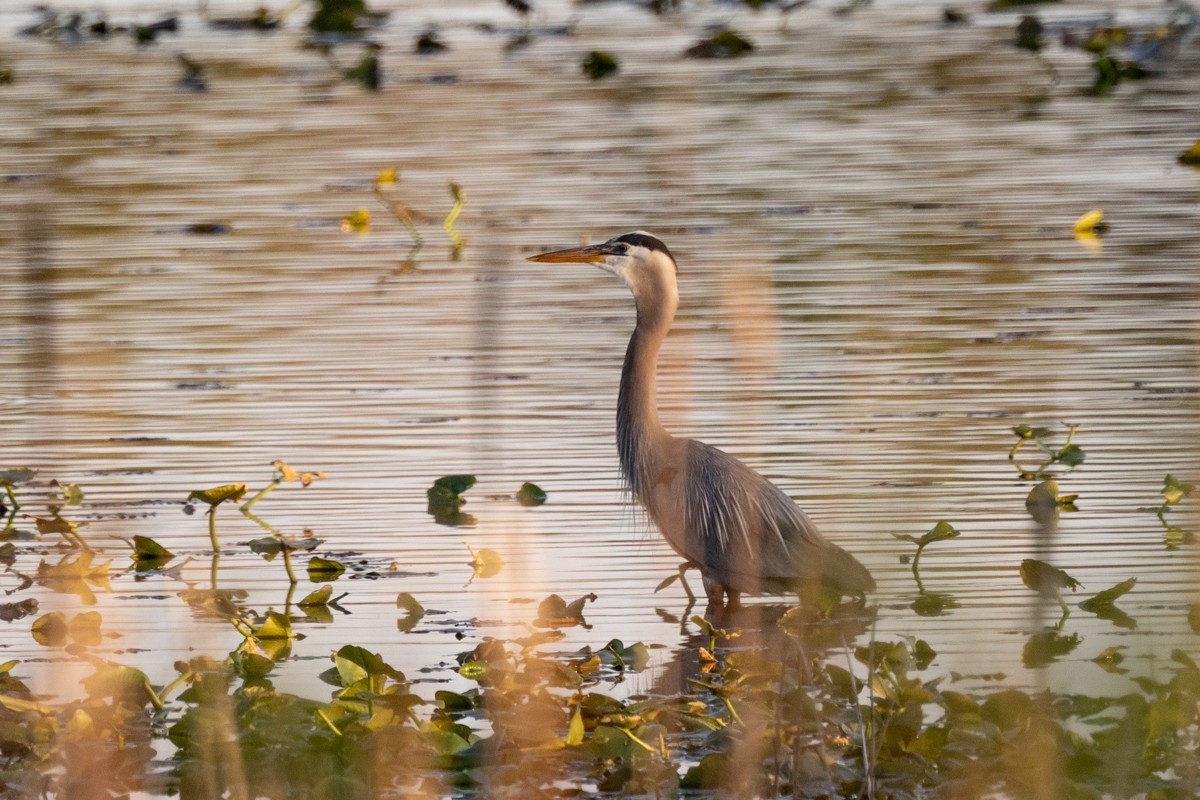 Great Blue Heron - ML617962578