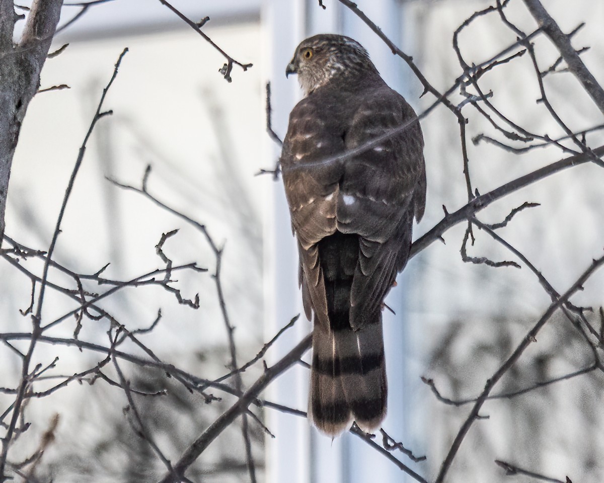 Sharp-shinned Hawk - ML617962583