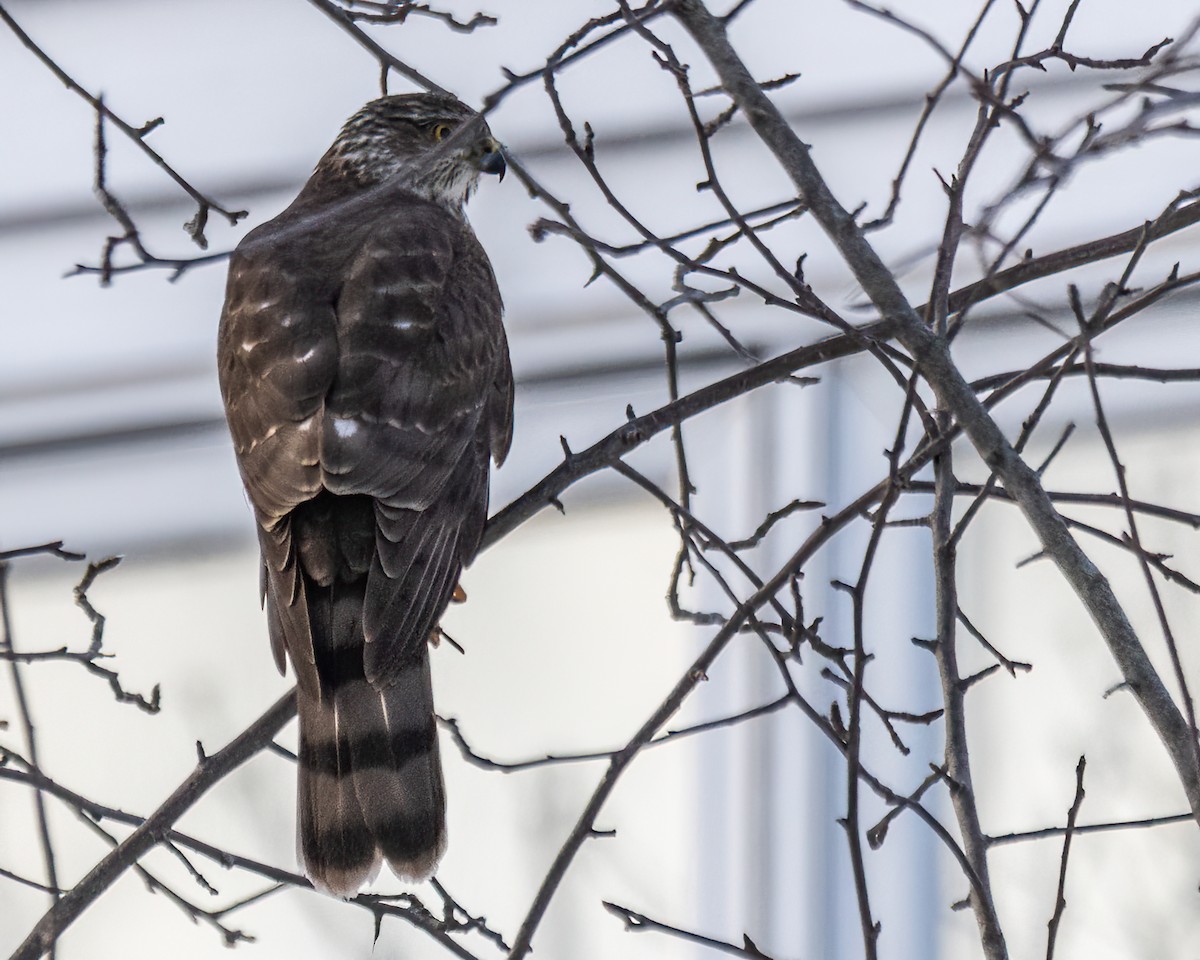 Sharp-shinned Hawk - ML617962584