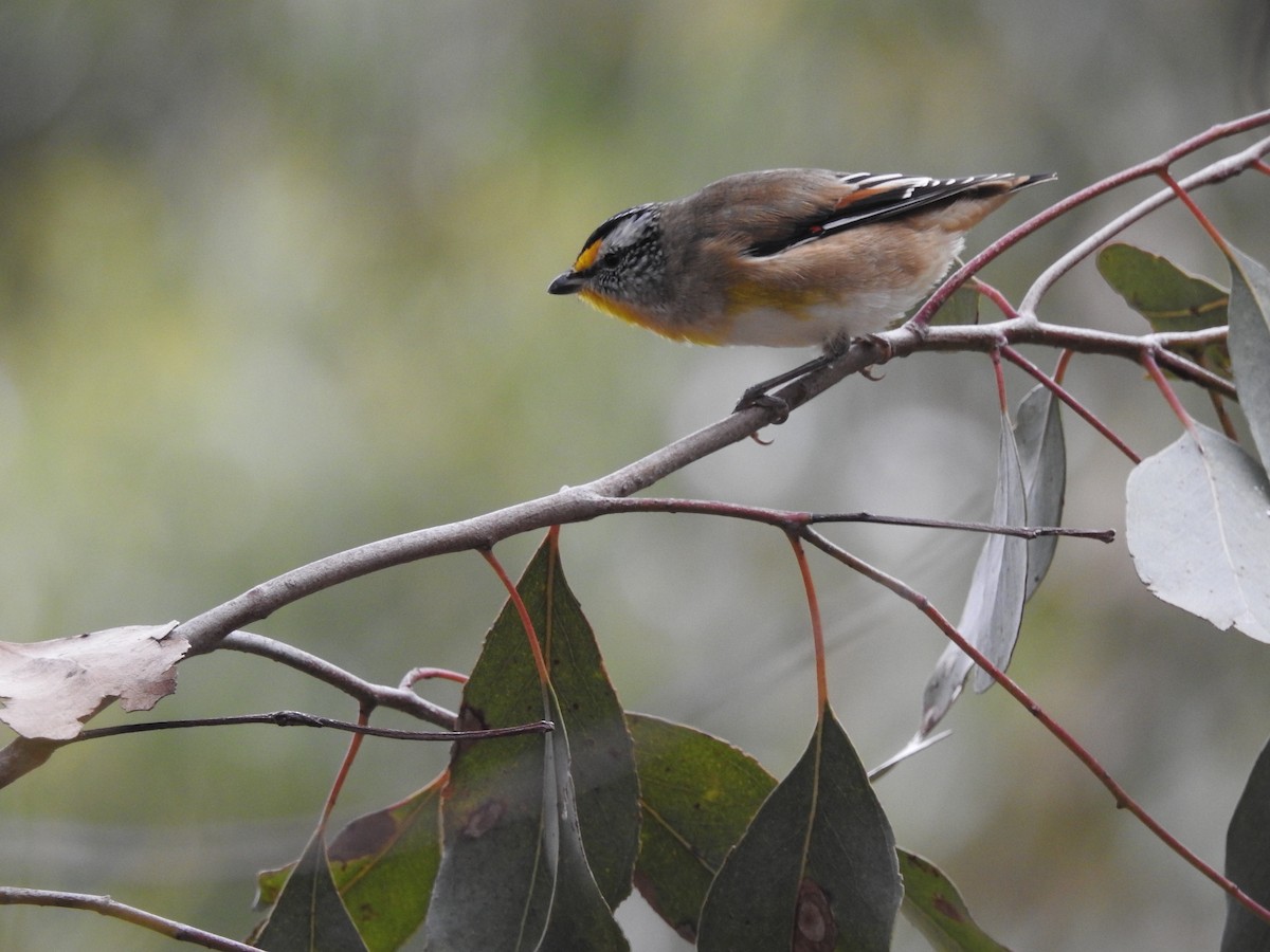 Streifenpanthervogel - ML617962615