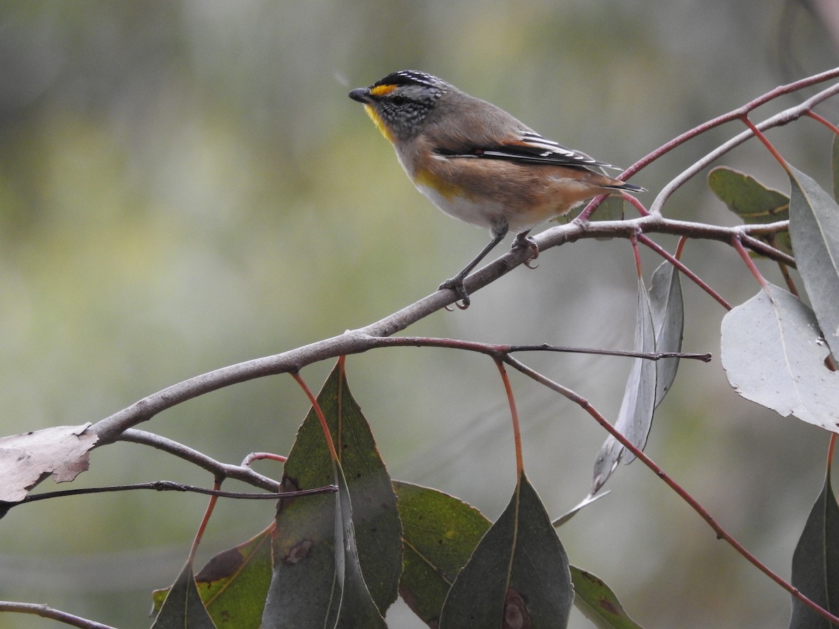 Streifenpanthervogel - ML617962625