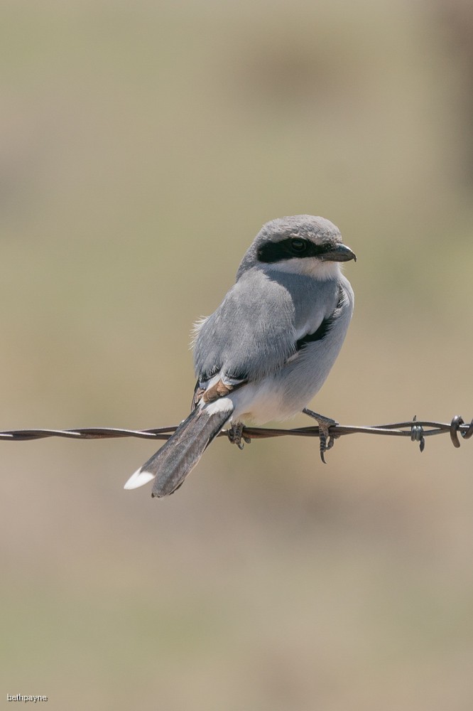 Loggerhead Shrike - ML617962631