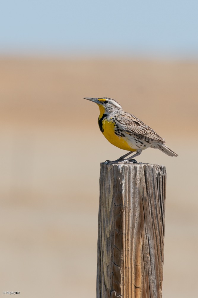 Western Meadowlark - ML617962641