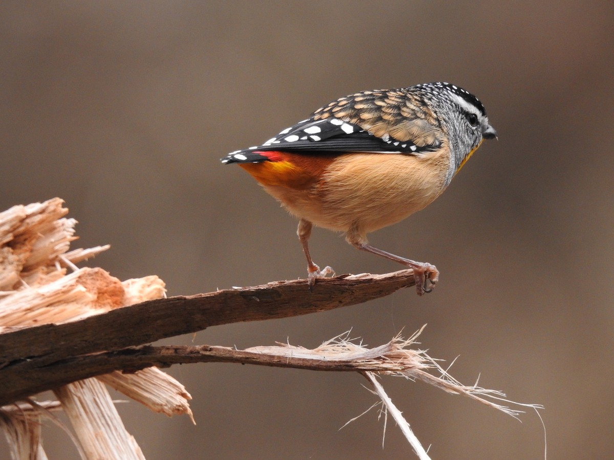 Pardalote pointillé - ML617962651