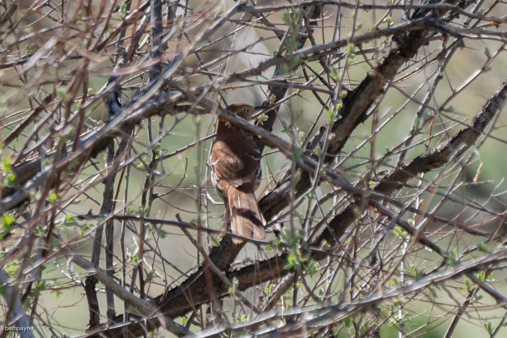 Brown Thrasher - Beth Payne