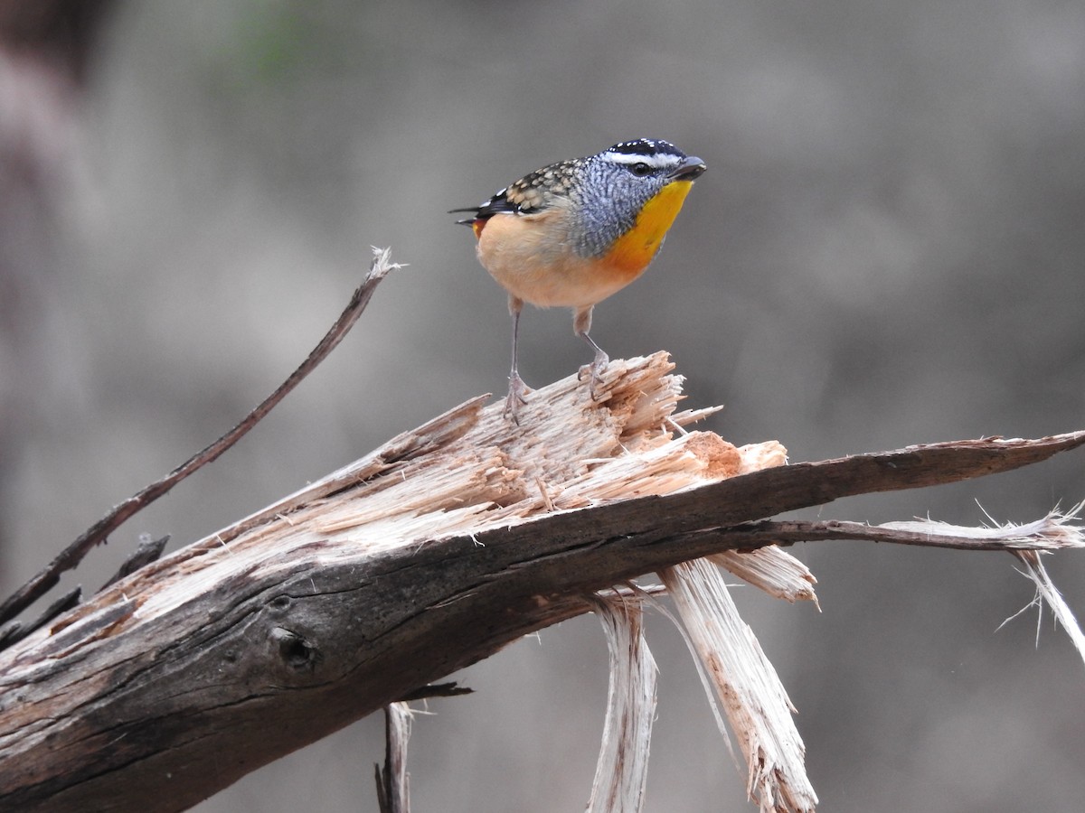 Spotted Pardalote - Bridget Allan