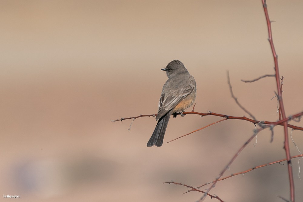 Say's Phoebe - Beth Payne