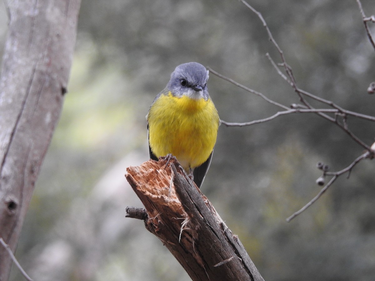 Eastern Yellow Robin - ML617962673