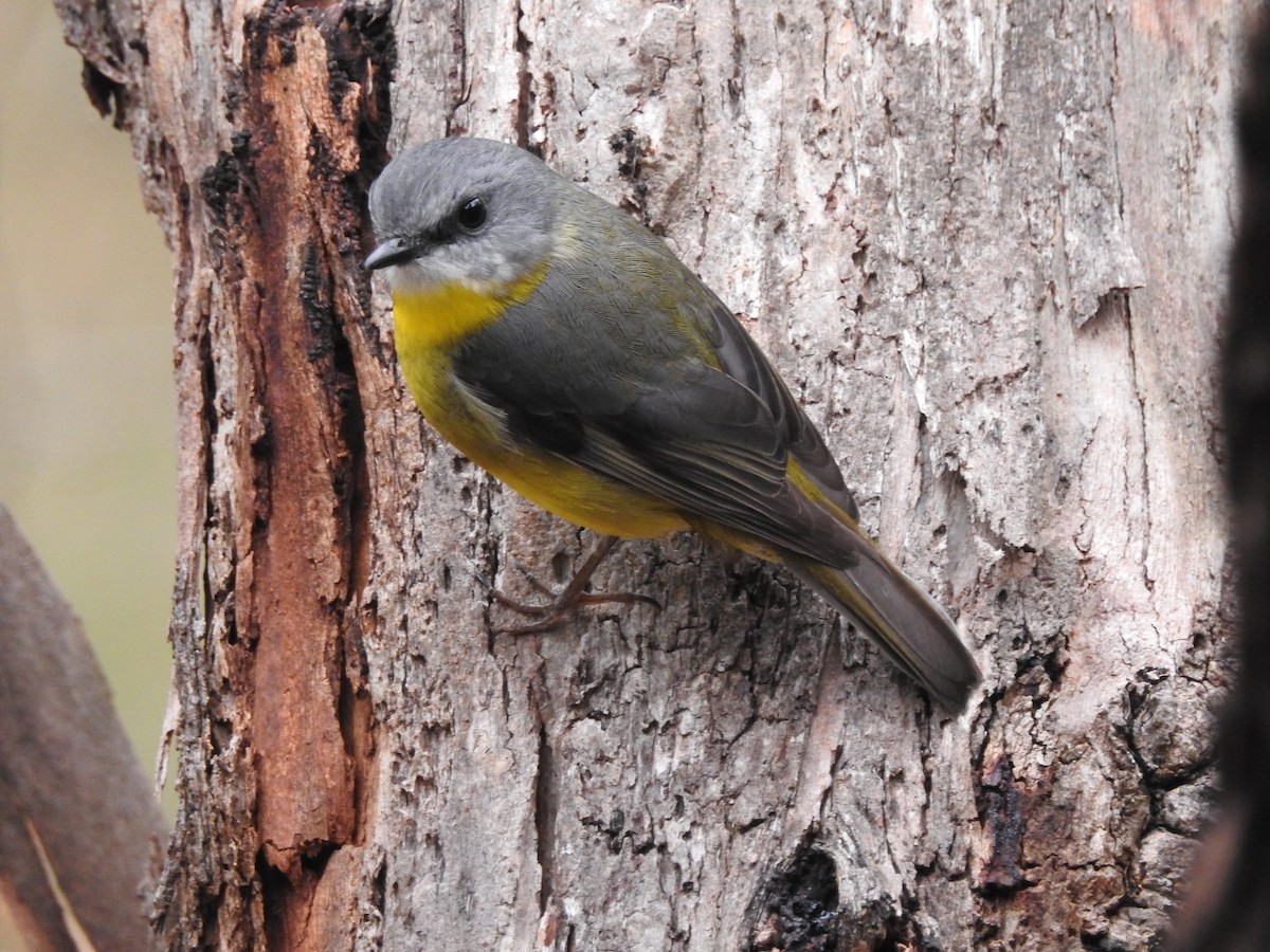 Eastern Yellow Robin - ML617962674