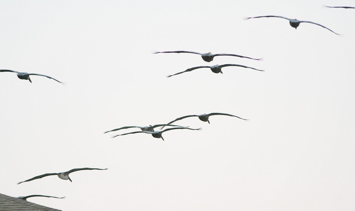 Brown Pelican - ML617962680