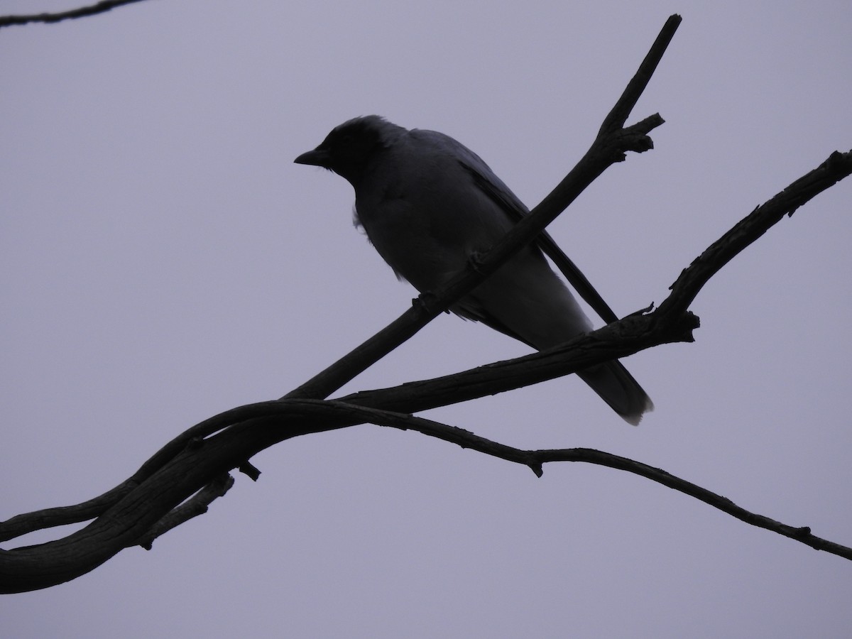 Black-faced Cuckooshrike - ML617962681