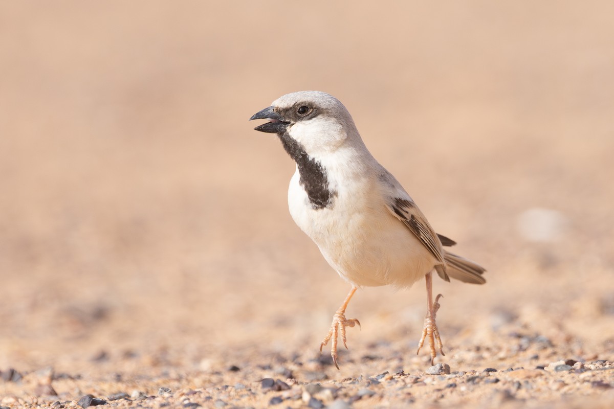 Desert Sparrow - Yann Muzika