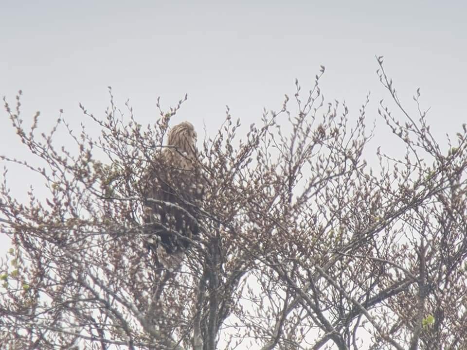 White-tailed Eagle - ML617962720