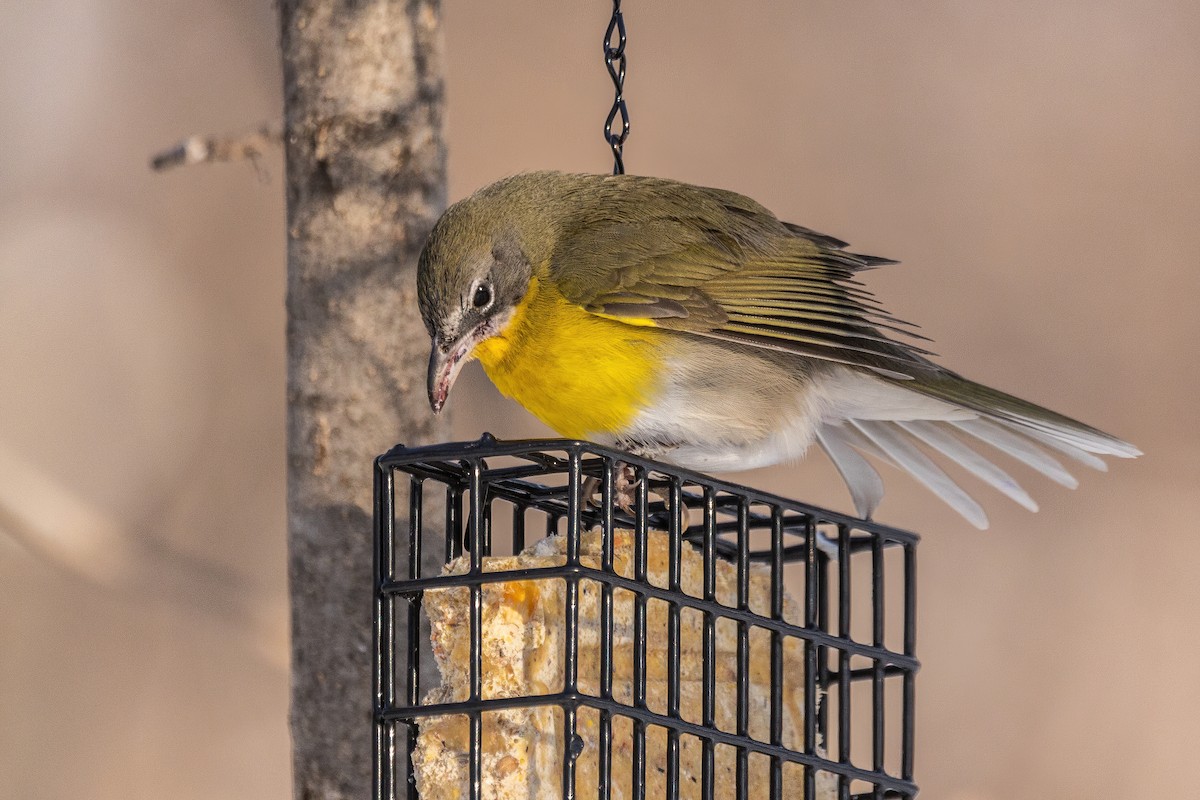 Yellow-breasted Chat - ML617962753