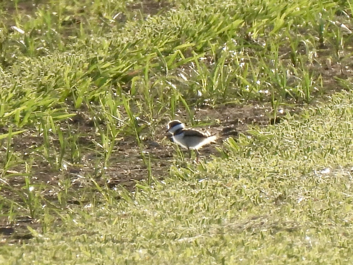 Killdeer - ML617962758