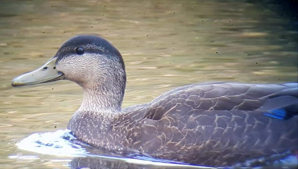 American Black Duck - Liam Andrews