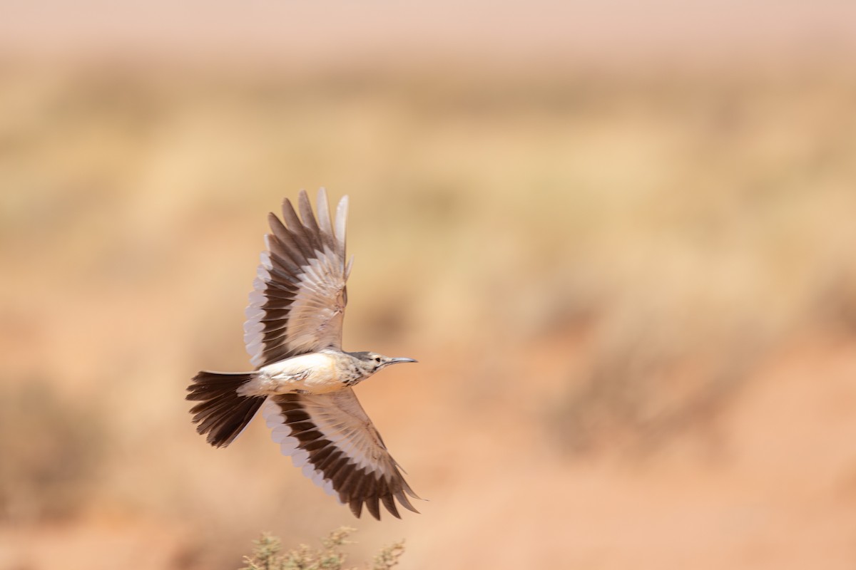 Greater Hoopoe-Lark - Yann Muzika