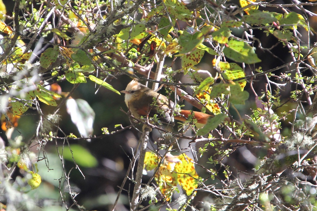 Creamy-crested Spinetail - ML61796281