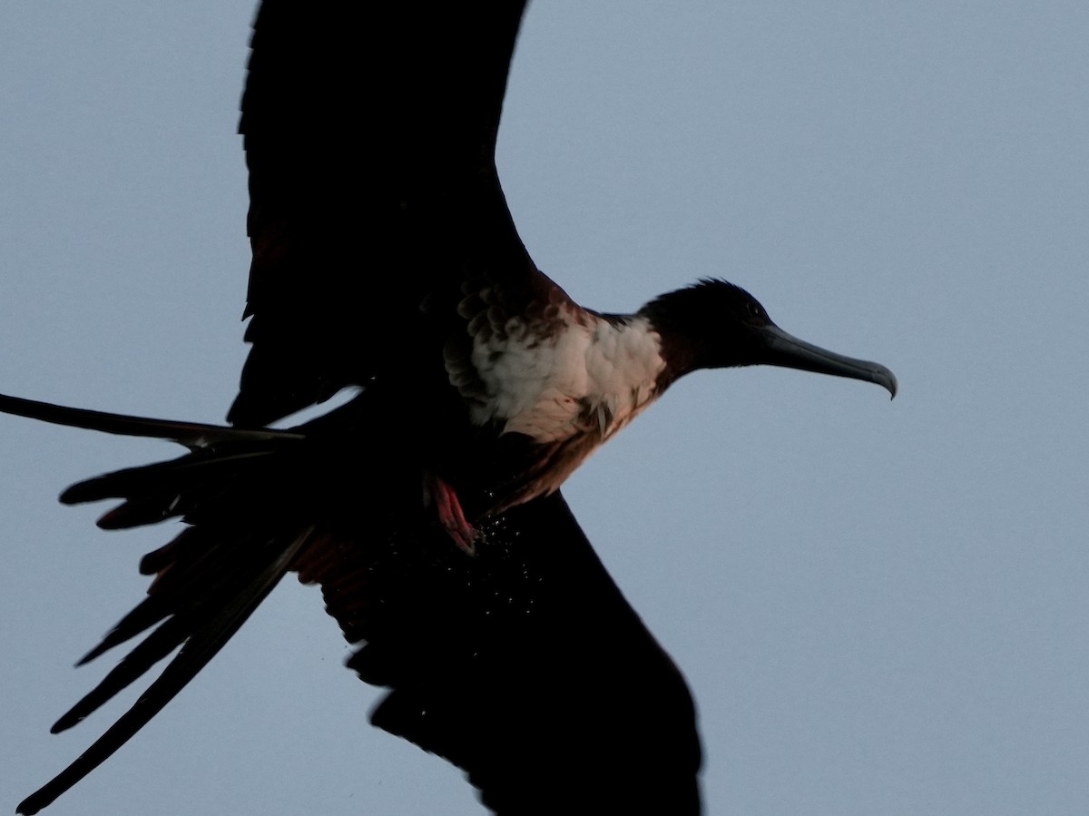 Magnificent Frigatebird - ML617962817