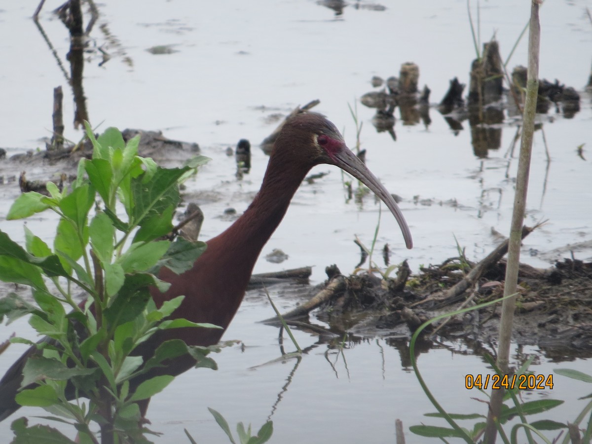 White-faced Ibis - JOHN KIRK