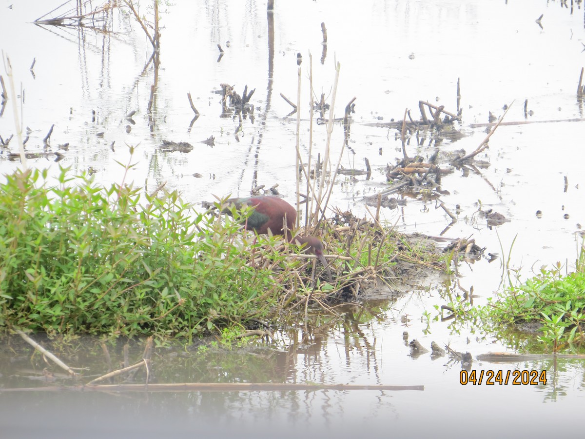 White-faced Ibis - JOHN KIRK